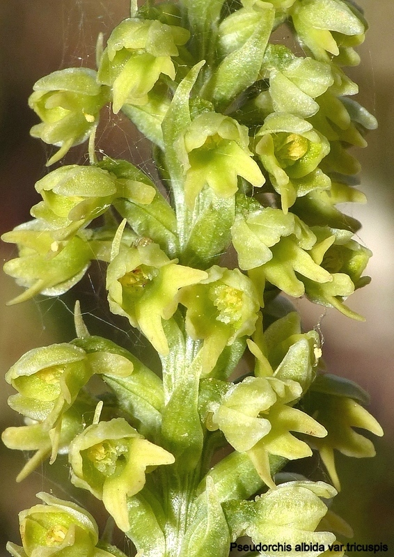 Pseudorchis albida e la variante tricuspis nel Parco nazionale del Gran Sasso e Laga